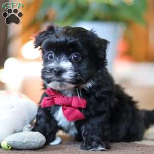 Storm, Maltipoo Puppy